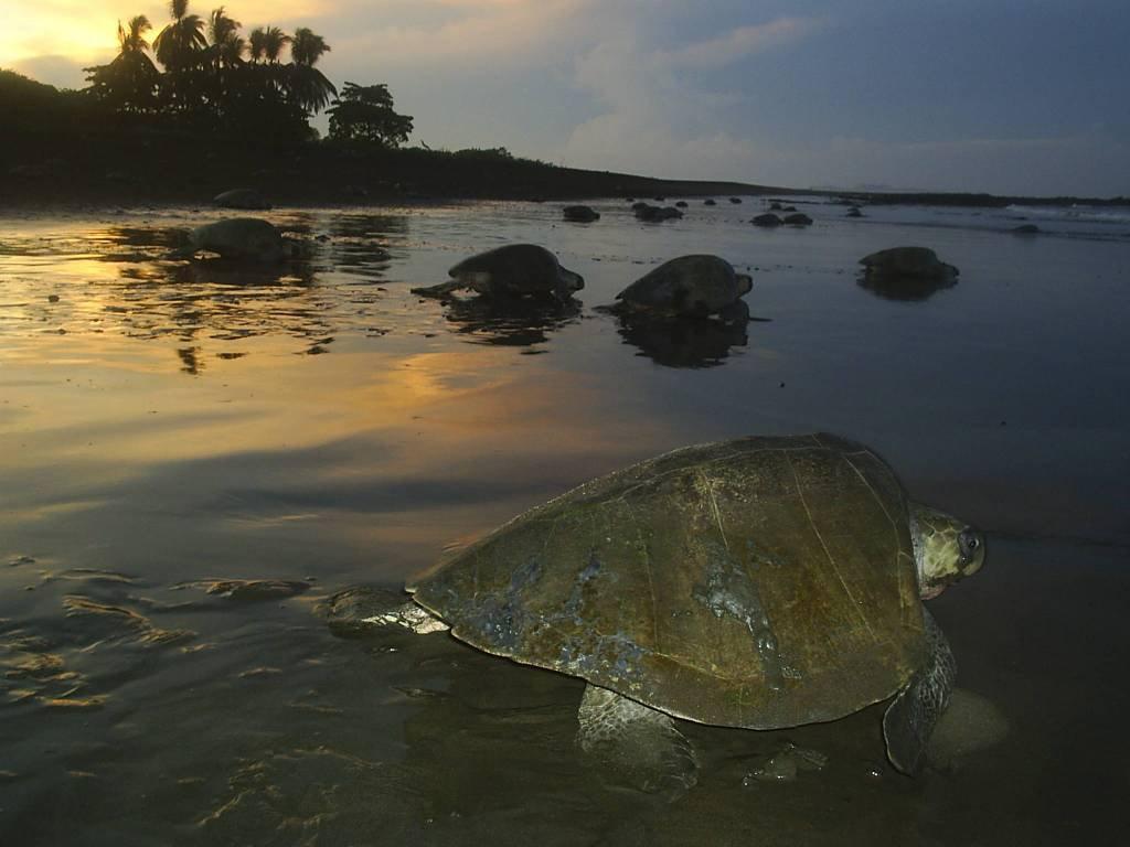 Cabinas Surf Arribadas Ostional Wildlife Refuge Extérieur photo