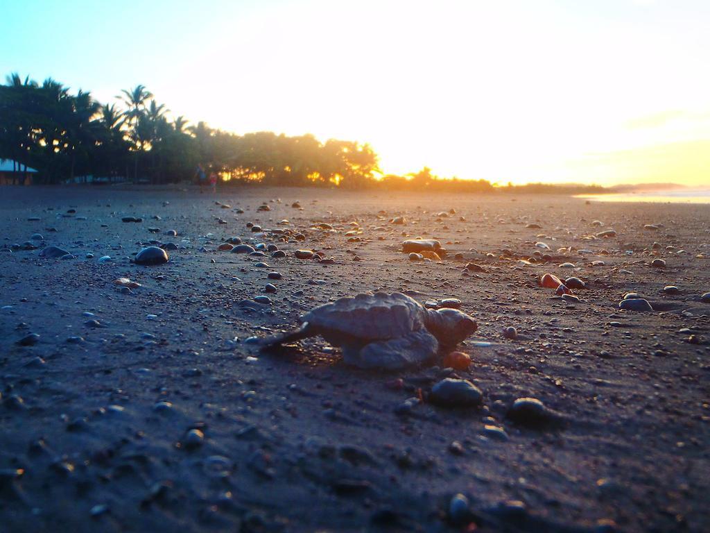 Cabinas Surf Arribadas Ostional Wildlife Refuge Extérieur photo