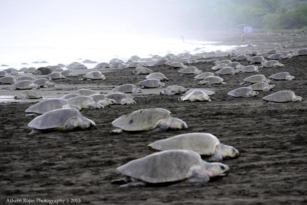 Cabinas Surf Arribadas Ostional Wildlife Refuge Extérieur photo