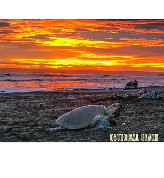 Cabinas Surf Arribadas Ostional Wildlife Refuge Extérieur photo